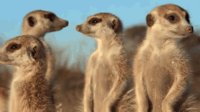 Name:  meerkats-peep.gif
Views: 242
Size:  1.59 MB