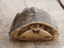 Name:  turtle-peekaboo.gif
Views: 222
Size:  101.0 KB
