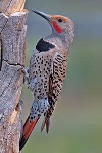 Name:  alberta-woodpecker.jpg
Views: 249
Size:  9.9 KB