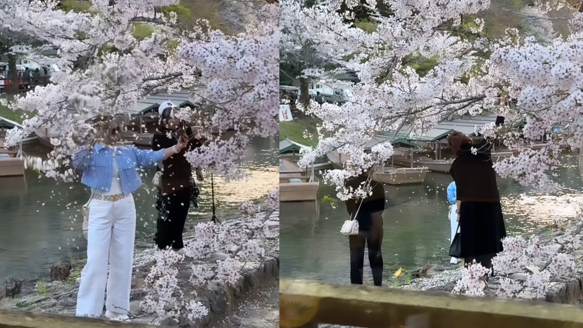 Name:  cherry_blossoms_main.jpg
Views: 118
Size:  488.3 KB