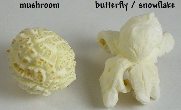 Name:  1555524545180-mushroom_and_butterfly_popcorn.jpg
Views: 247
Size:  28.5 KB