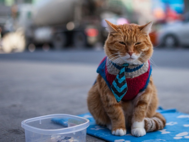 Name:  2016Animals___Cats_Cat_in_vest_and_tie_105436_29.jpg
Views: 514
Size:  102.7 KB