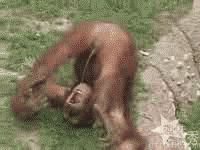 Name:  Funny monkey - play drinking his own urine.gif
Views: 313
Size:  908.5 KB