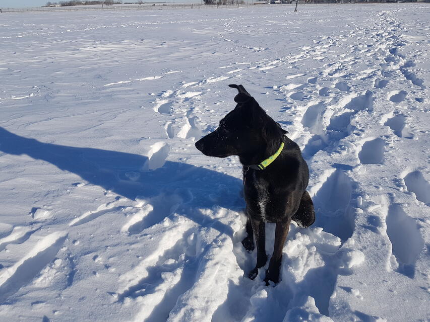 Name:  snow dog.jpg
Views: 533
Size:  105.7 KB