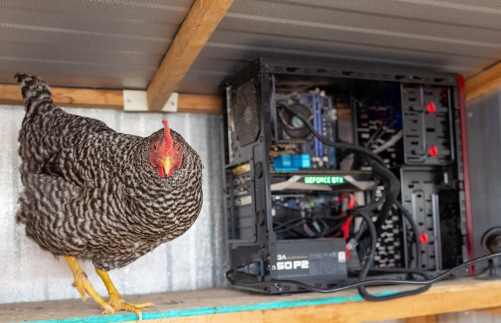 Name:  mining-chickens-2-710x458.jpg
Views: 299
Size:  249.5 KB