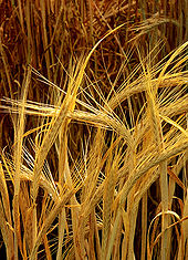 Name:  170px-Hordeum-barley.jpg
Views: 424
Size:  27.6 KB