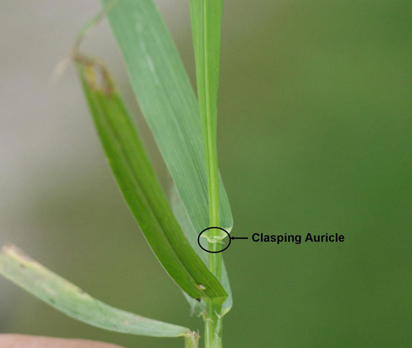 Name:  Quackgrass3_600px.jpg
Views: 258
Size:  27.0 KB