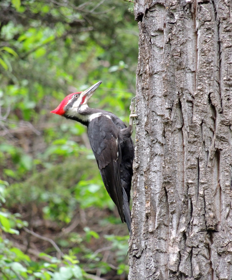 Name:  pileated1.jpg
Views: 258
Size:  341.6 KB