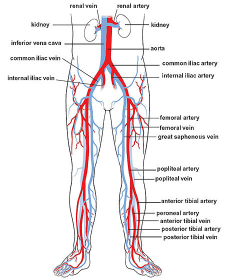 Name:  iliac_arteries_and_veins.jpg
Views: 330
Size:  71.6 KB